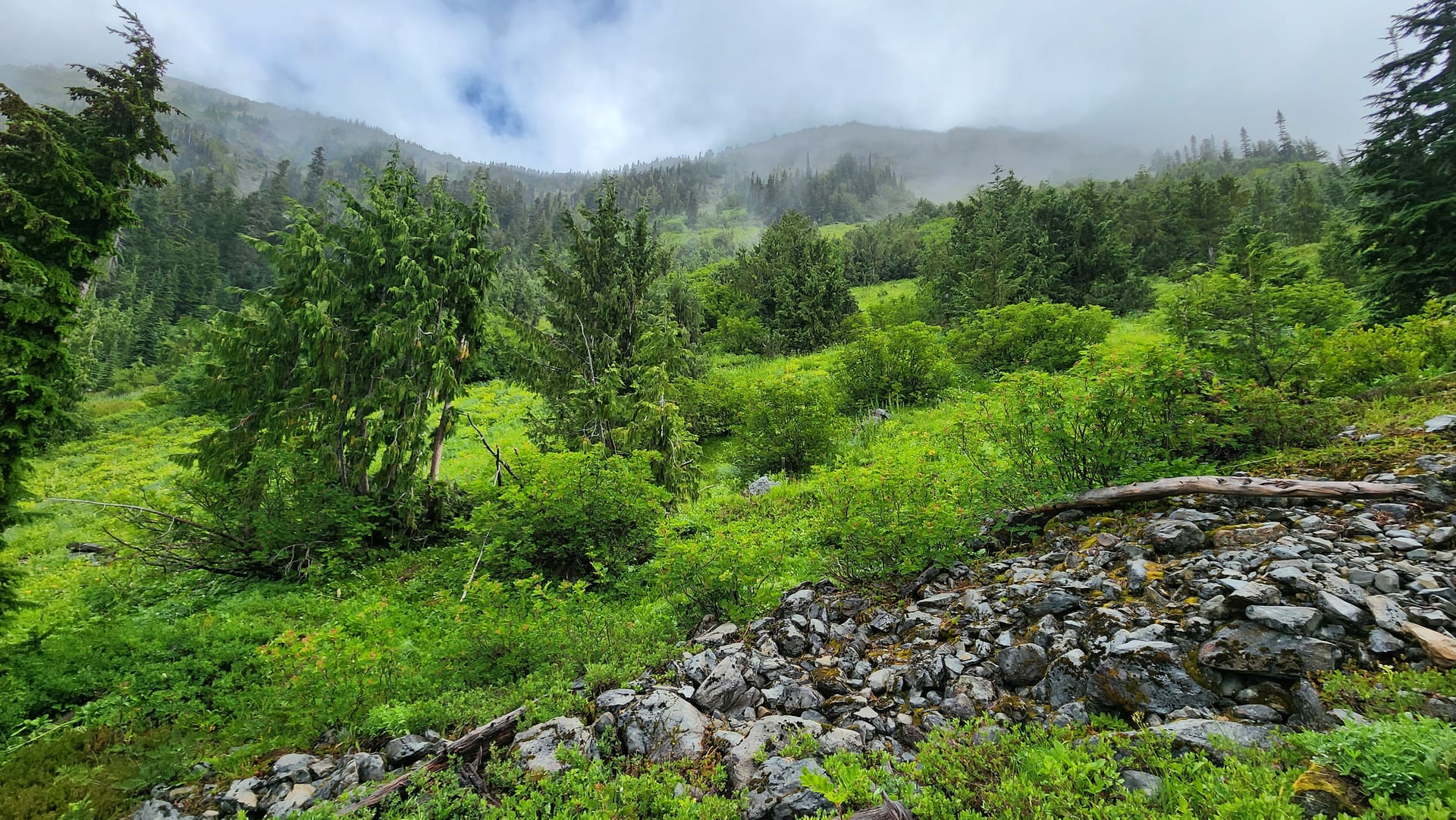 Misty green alpine meadow on the Olympic Peninsula
