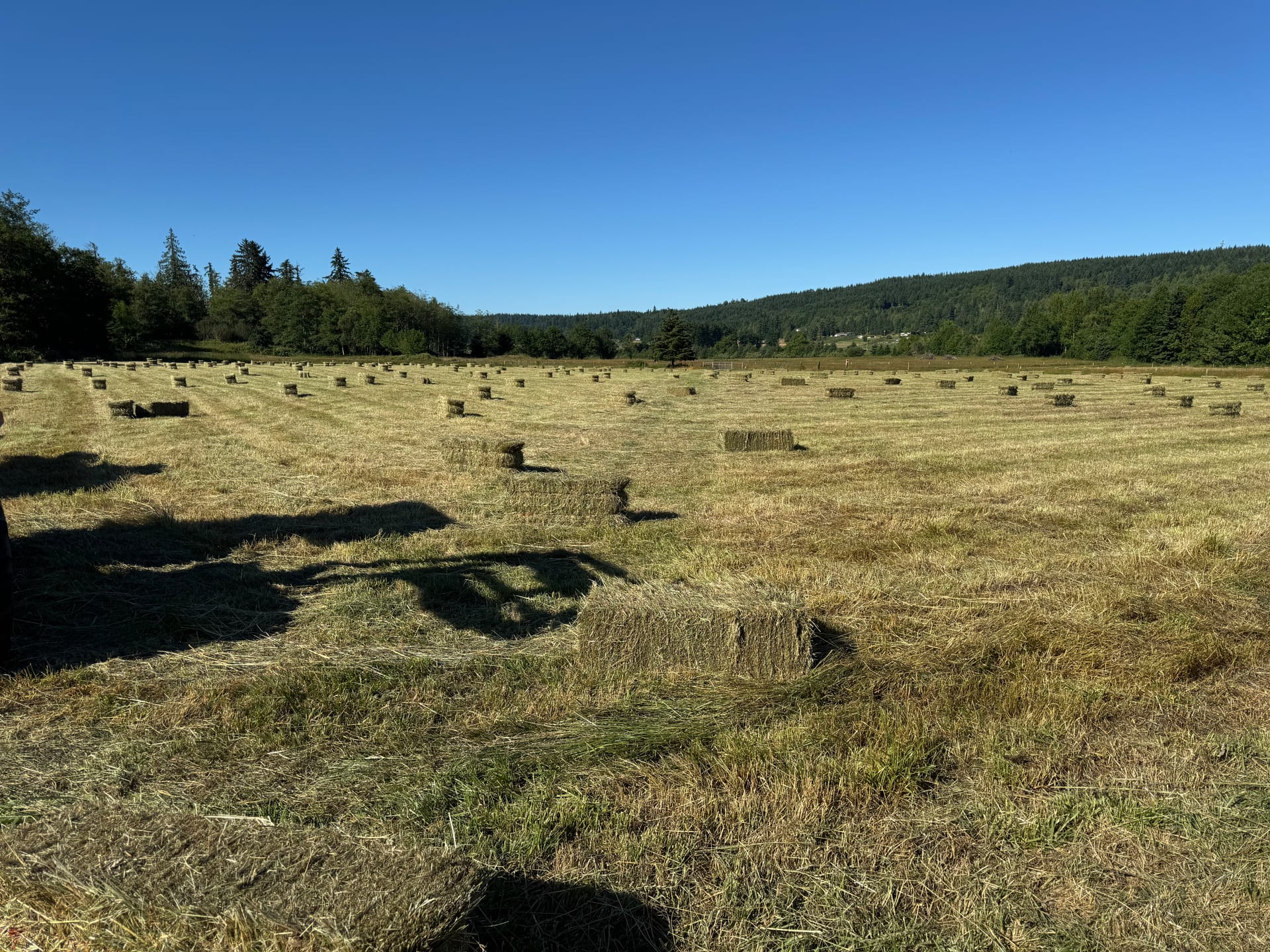 A freshly cut hayfield dotted with square bales, Peninsula ridge and tree line behind